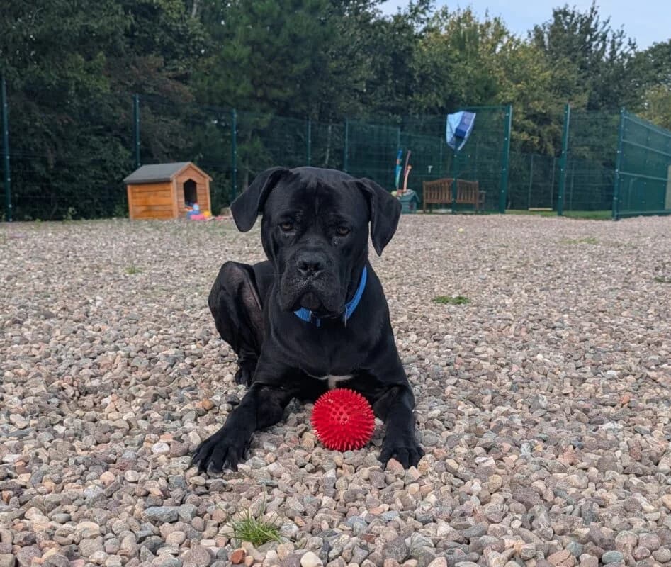 Blanco, puppy Cane Corso for adoption at Perthshire Abandoned Dogs Society