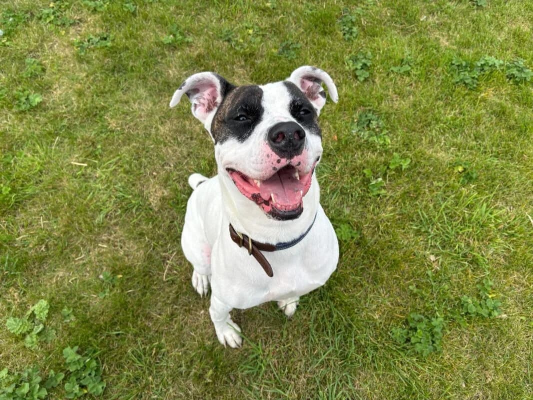 Duke, 4yo English Bulldog for adoption at Perthshire Abandoned Dogs Society
