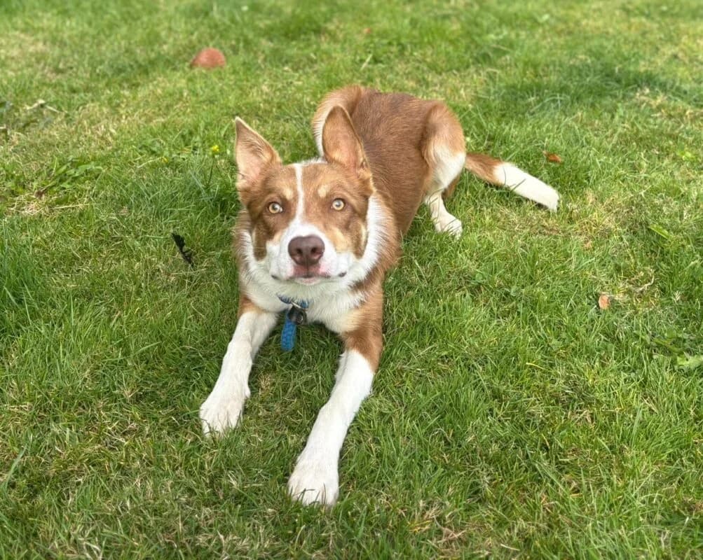 Beau, puppy Border Collie for adoption at Perthshire Abandoned Dogs Society