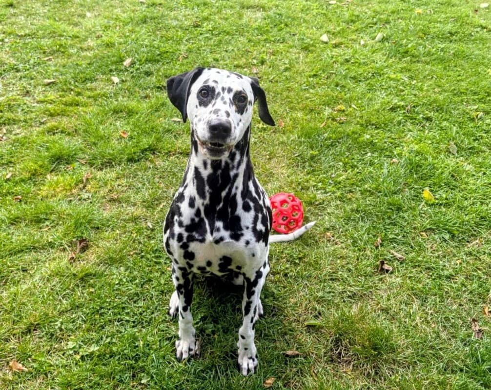 Boo, senior Dalmatian for adoption at Perthshire Abandoned Dogs Society