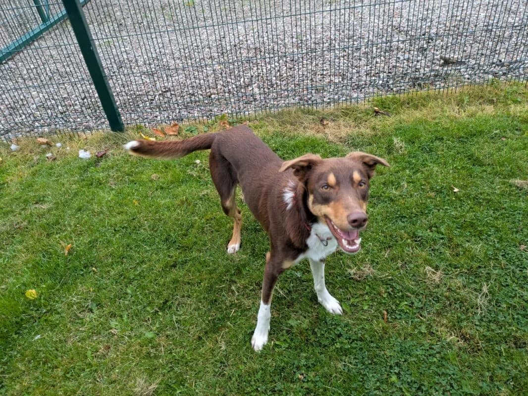 Finn, young Collie for adoption at Perthshire Abandoned Dogs Society