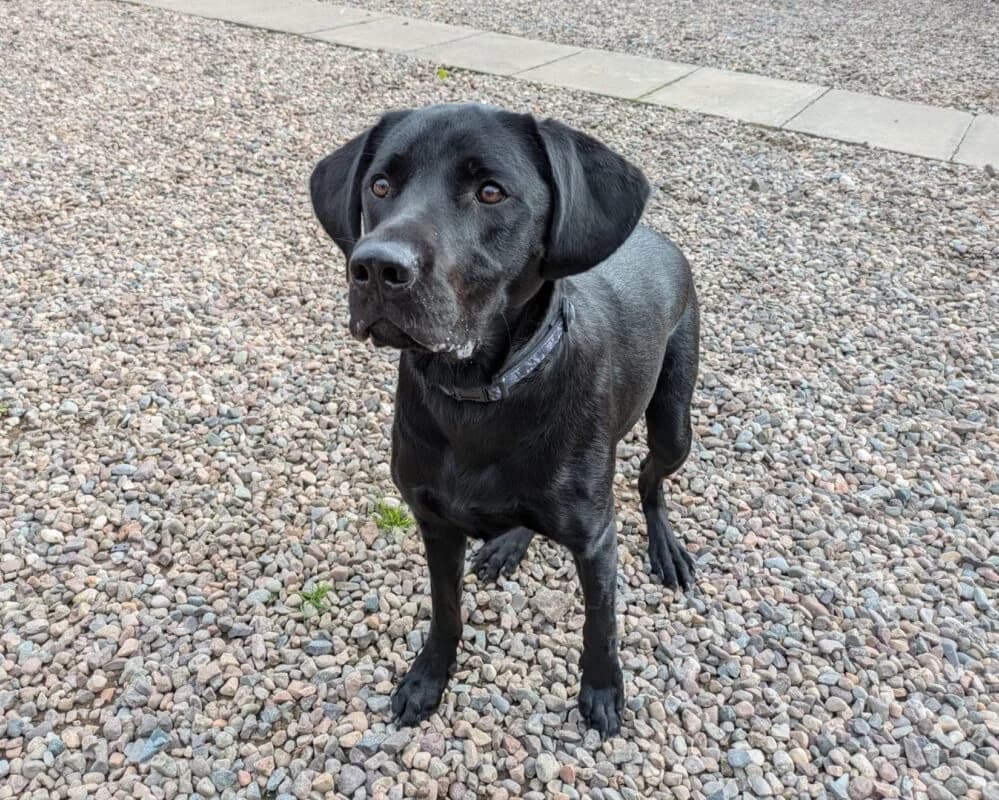 Simba, young Labrador Retriever for adoption at Perthshire Abandoned Dogs Society
