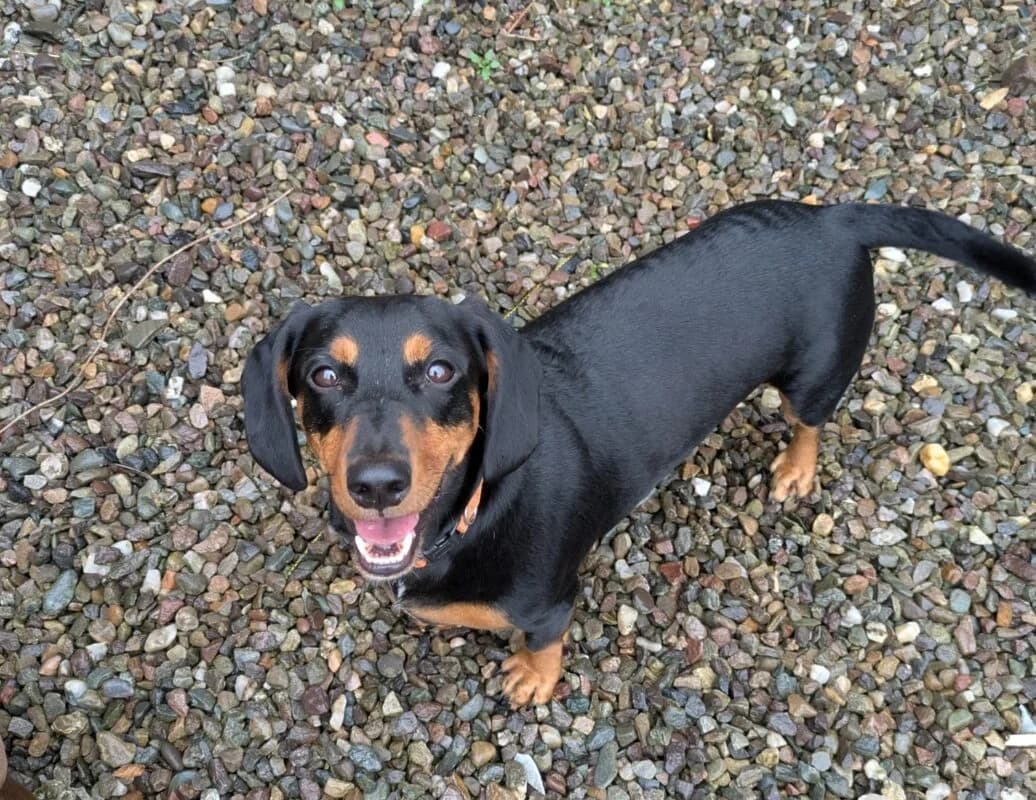 Leo, young Dachshund for adoption at Perthshire Abandoned Dogs Society