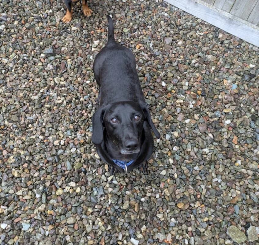 Dexter, 5yo Dachshund for adoption at Perthshire Abandoned Dogs Society