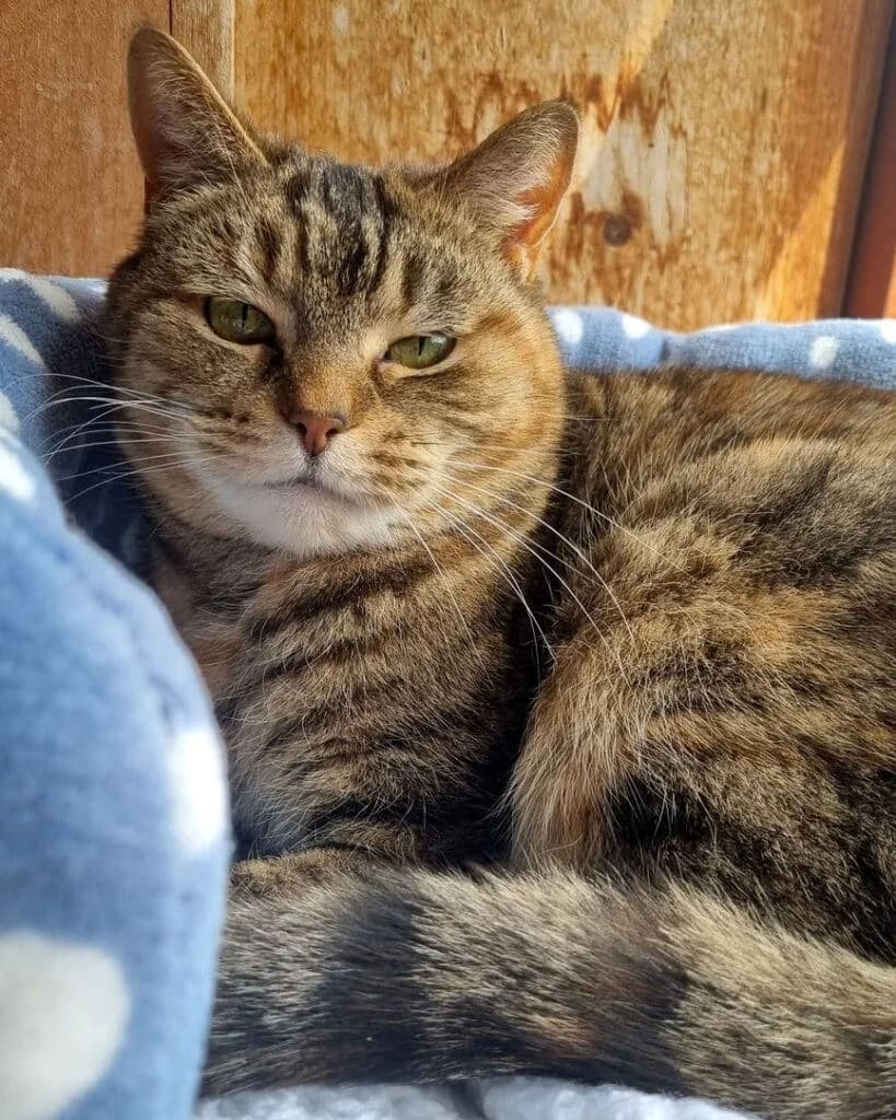 Carrot, senior Mixed Breed for adoption at Pet Samaritans Animal Sanctuary