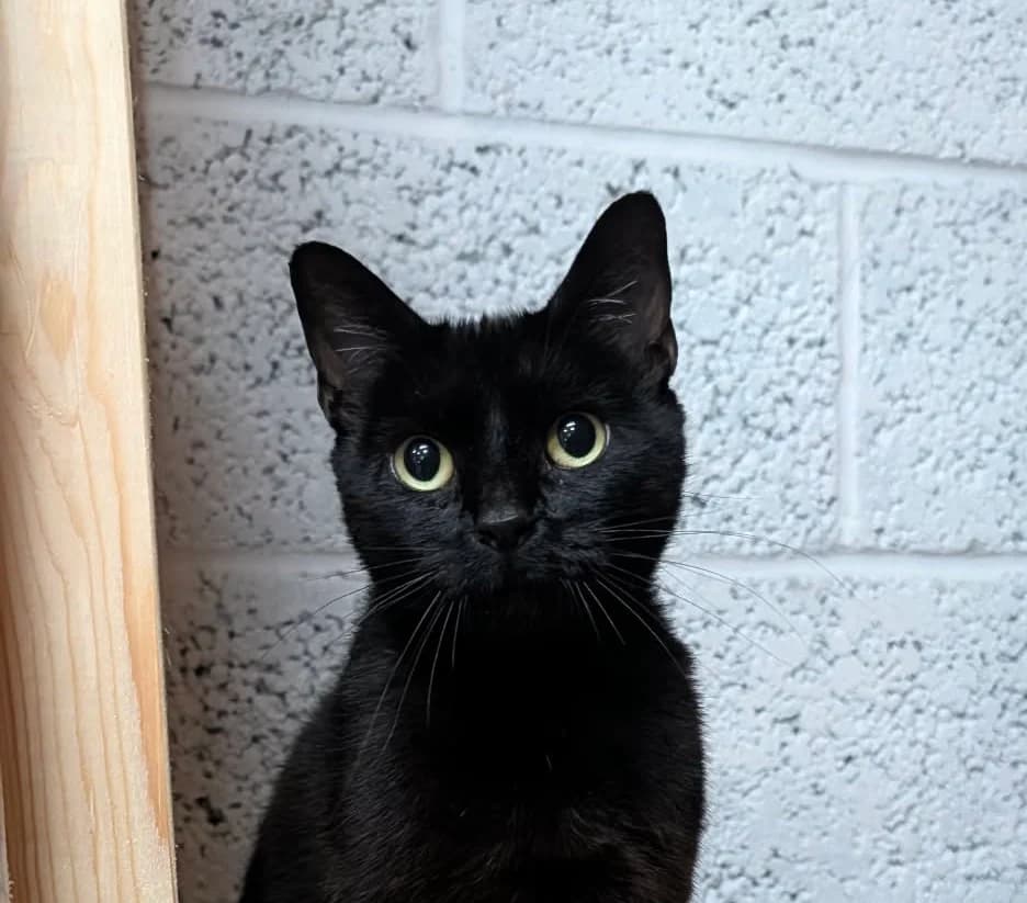 Spook, female Mixed Breed for adoption at Peterborough Cat Rescue
