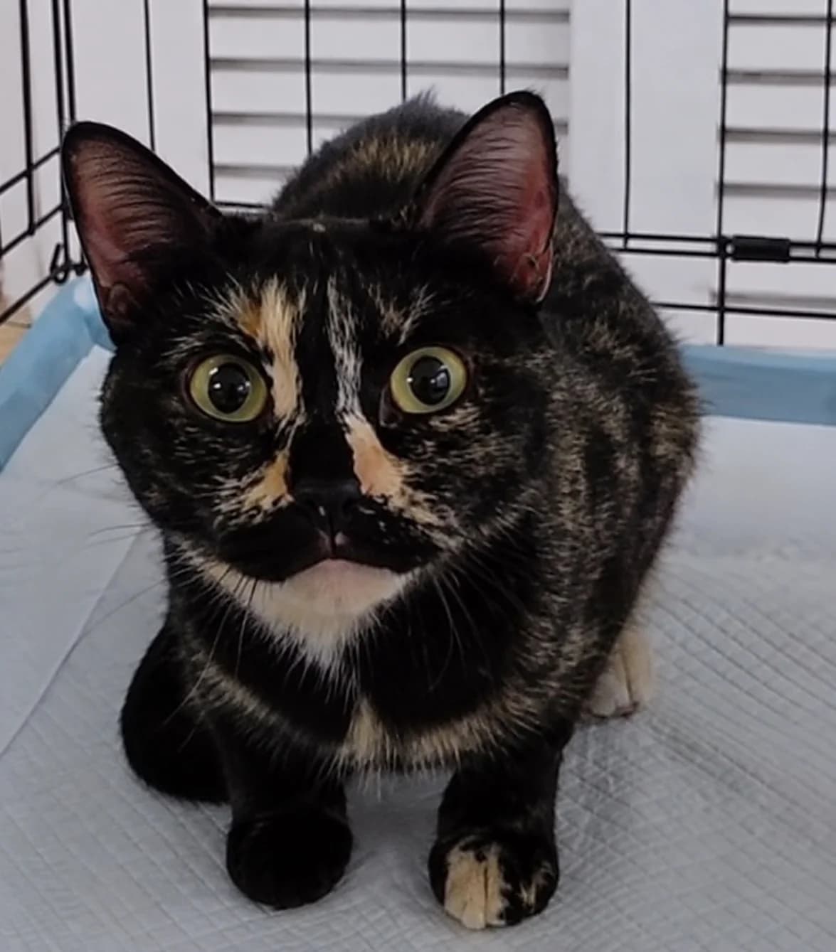 Toffee, female Mixed Breed for adoption at Peterborough Cat Rescue