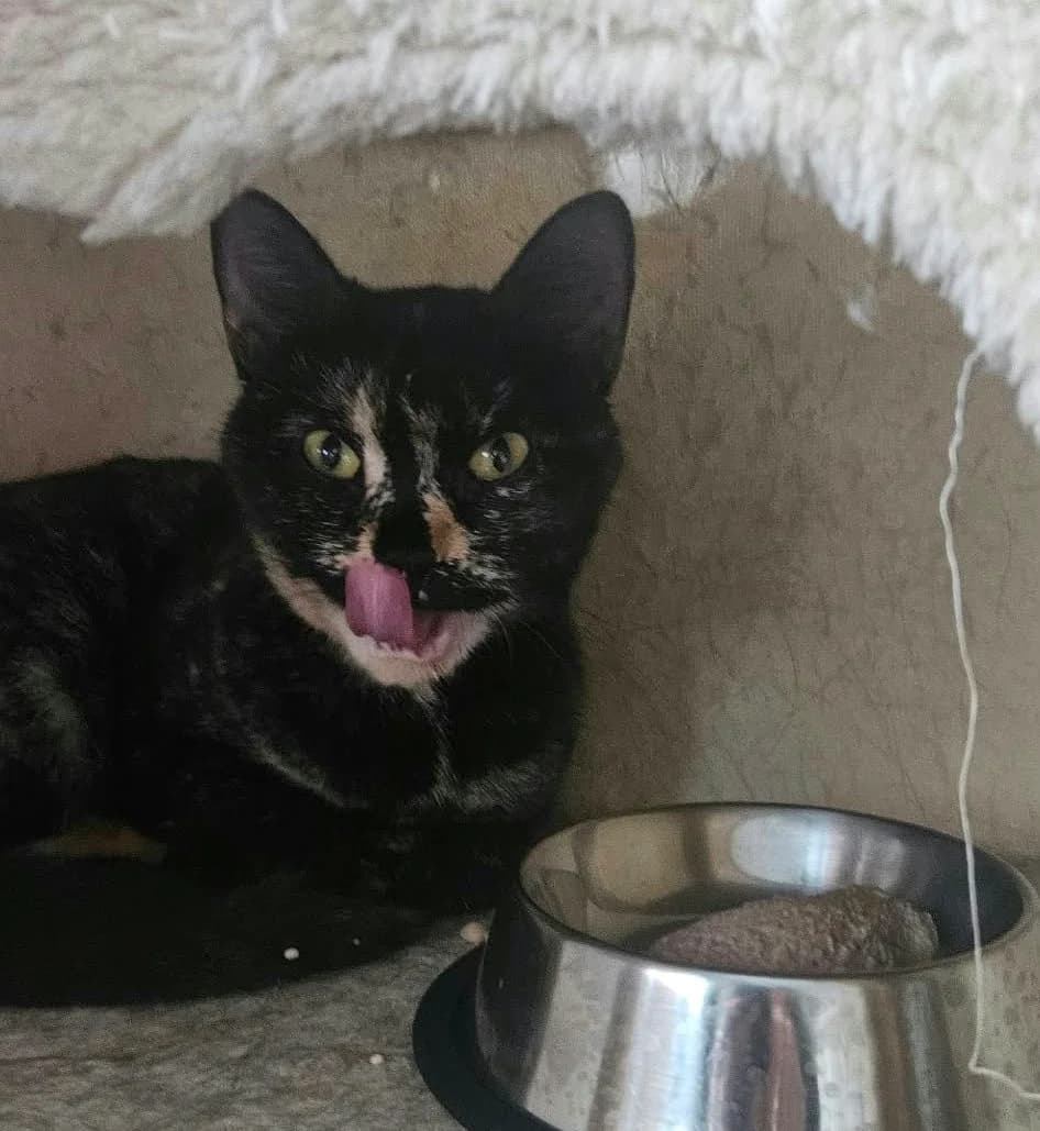 Toffee, female young Mixed Breed for adoption at Peterborough Cat Rescue