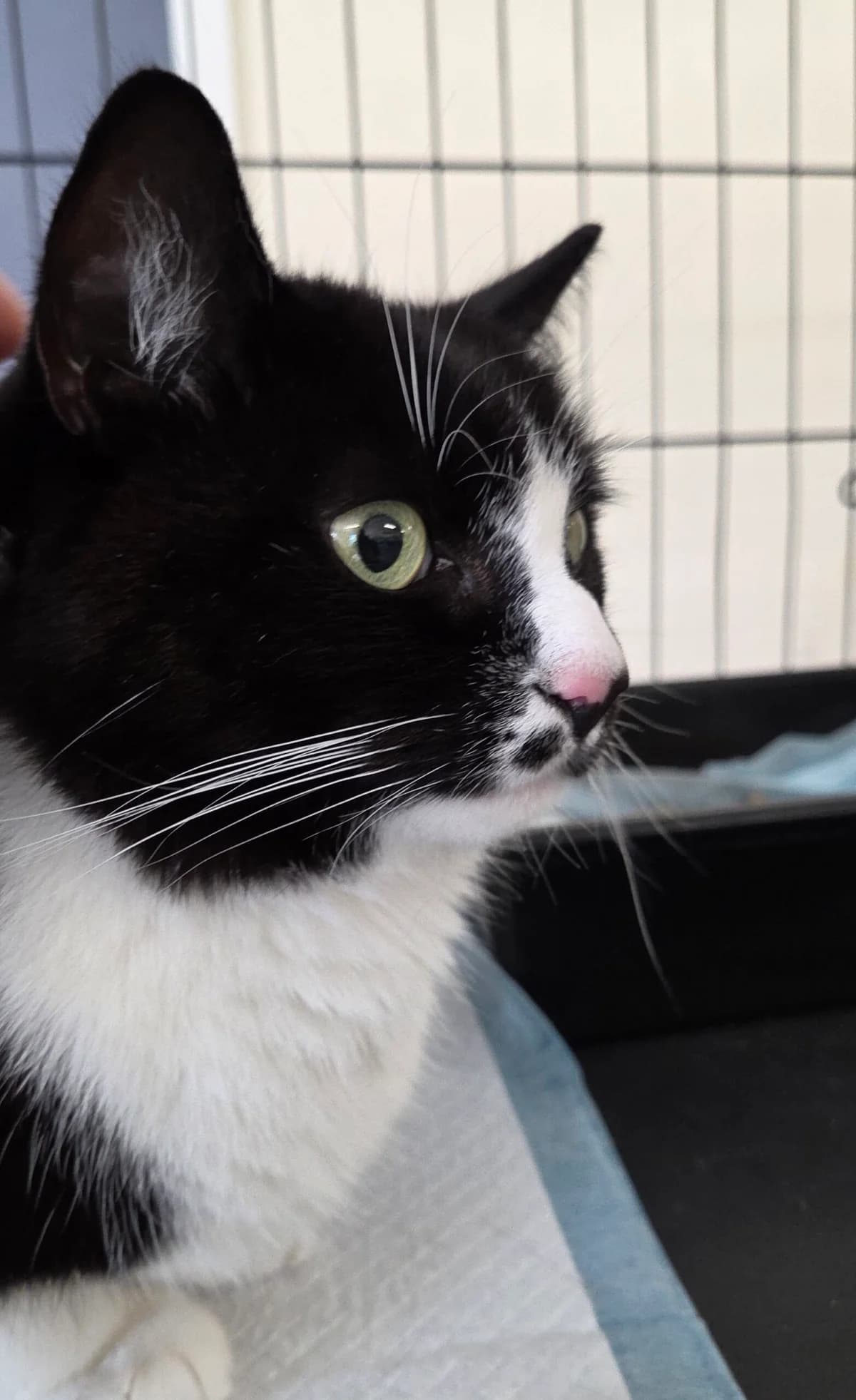 Jinks, male 6yo Mixed Breed for adoption at Peterborough Cat Rescue