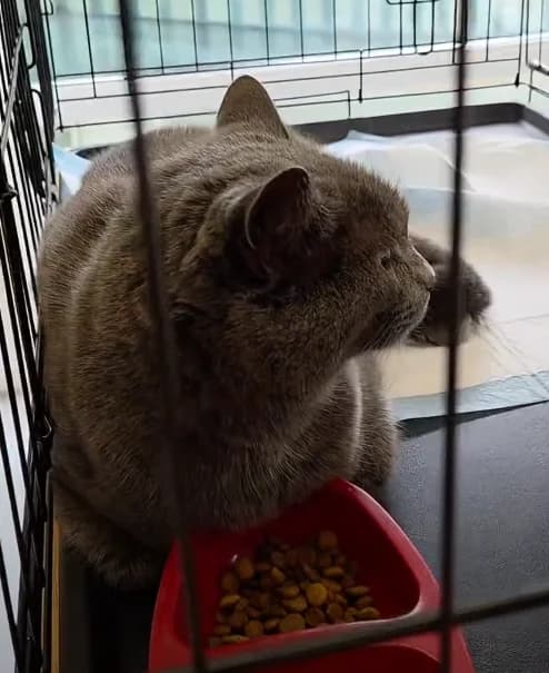 Shade, male Mixed Breed for adoption at Peterborough Cat Rescue