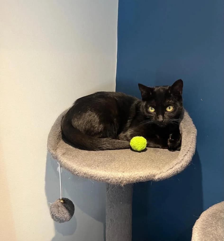 Lydia, female Mixed Breed for adoption at Peterborough Cat Rescue