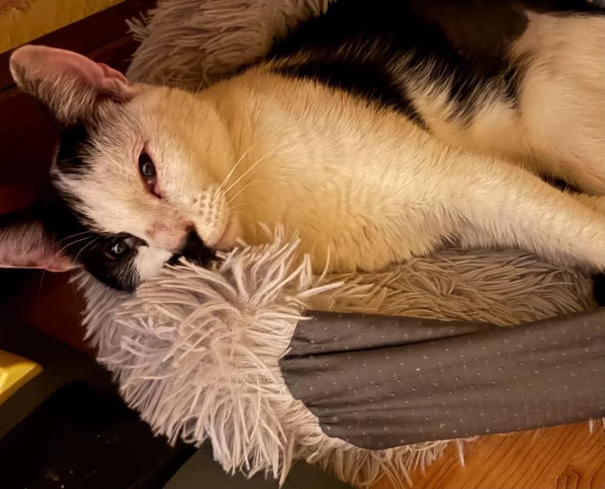 Star, female young Mixed Breed for adoption at Peterborough Cat Rescue