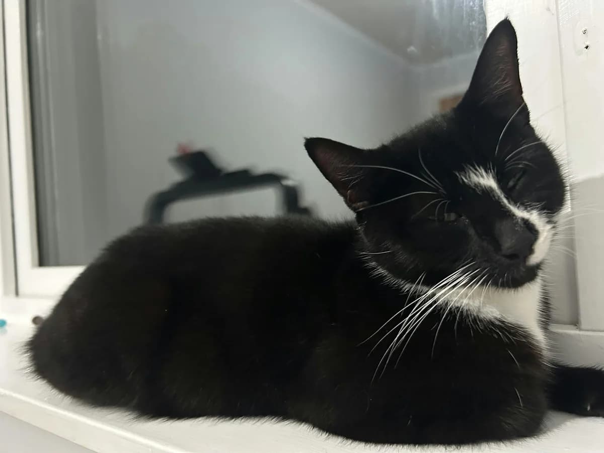 Nala, female Mixed Breed for adoption at Peterborough Cat Rescue