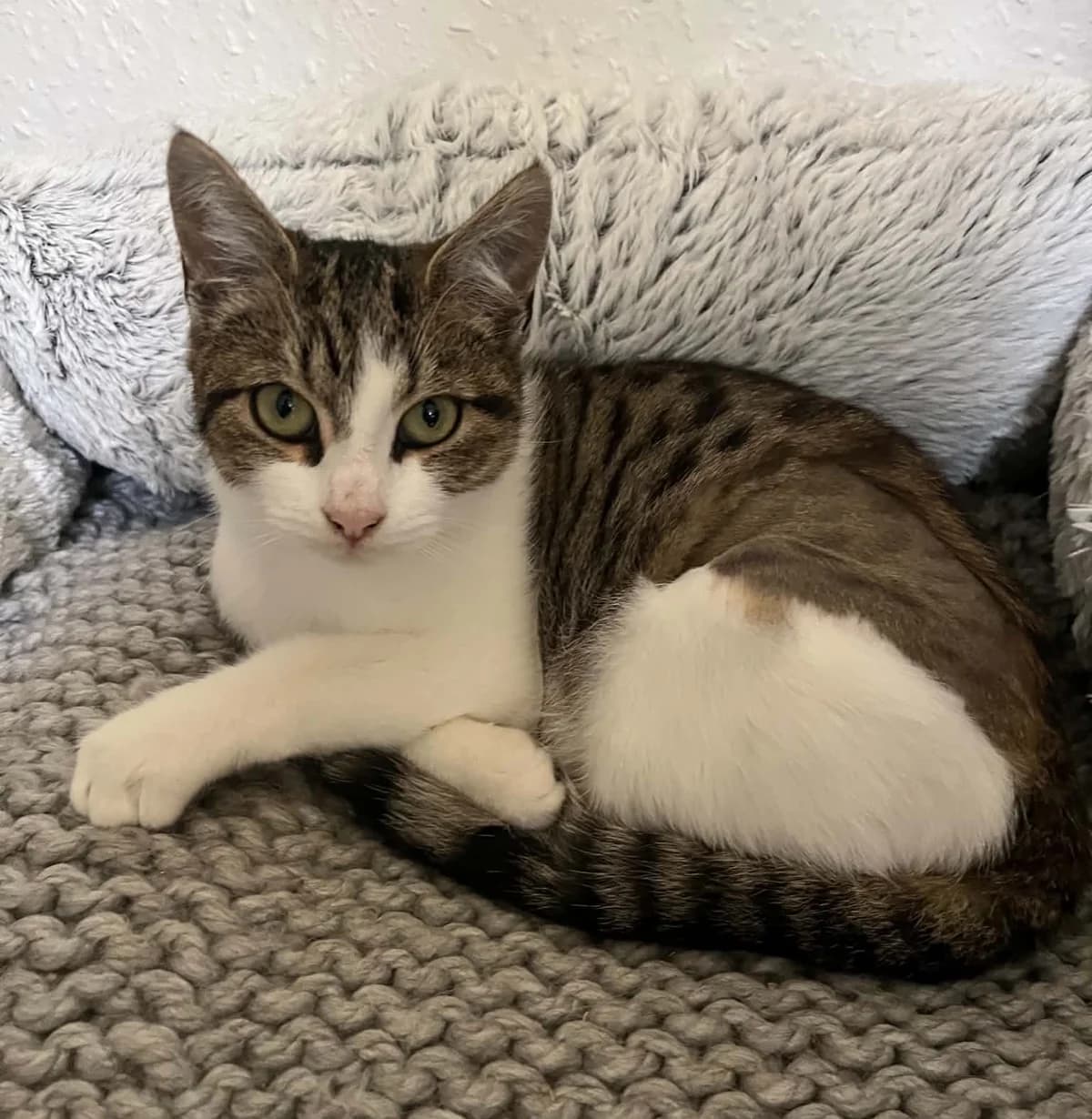Isla, female Mixed Breed for adoption at Peterborough Cat Rescue