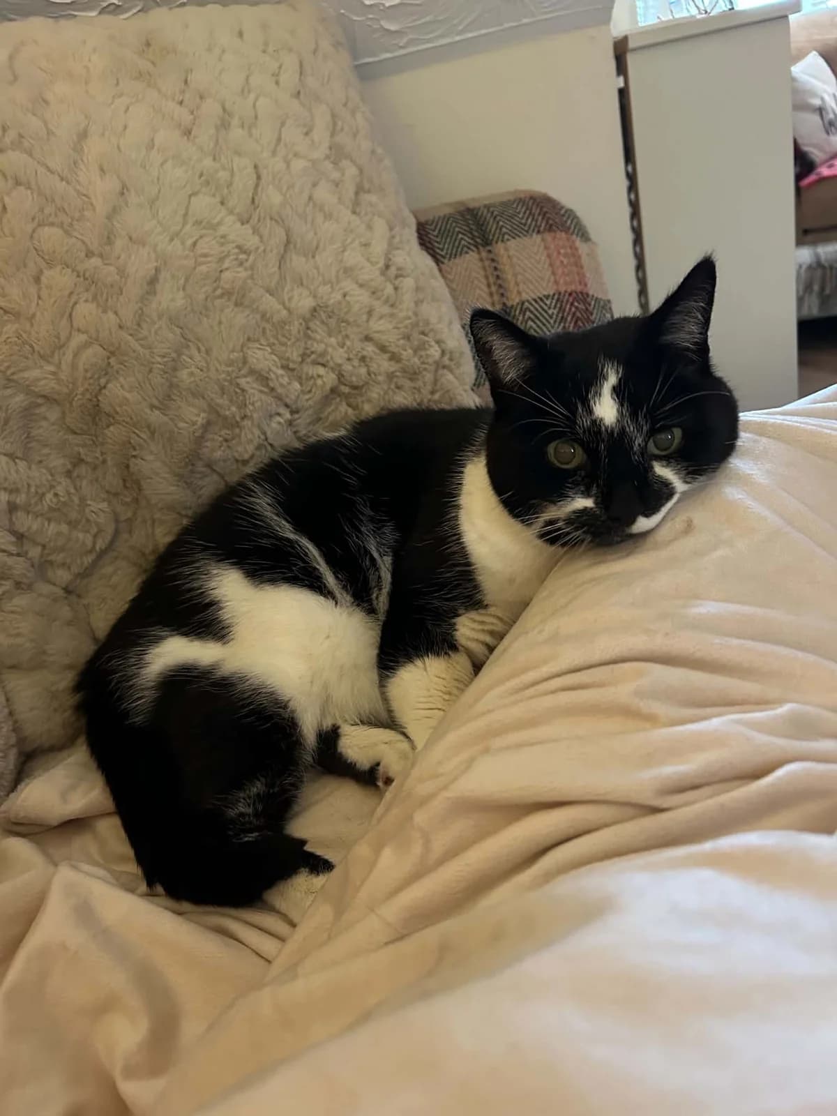 Bonita, female senior Mixed Breed for adoption at Peterborough Cat Rescue