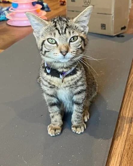 Lulu, female Mixed Breed for adoption at Peterborough Cat Rescue