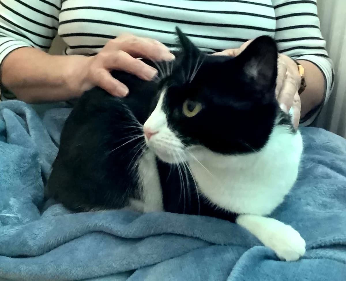 Mia, female 3yo Mixed Breed for adoption at Peterborough Cat Rescue