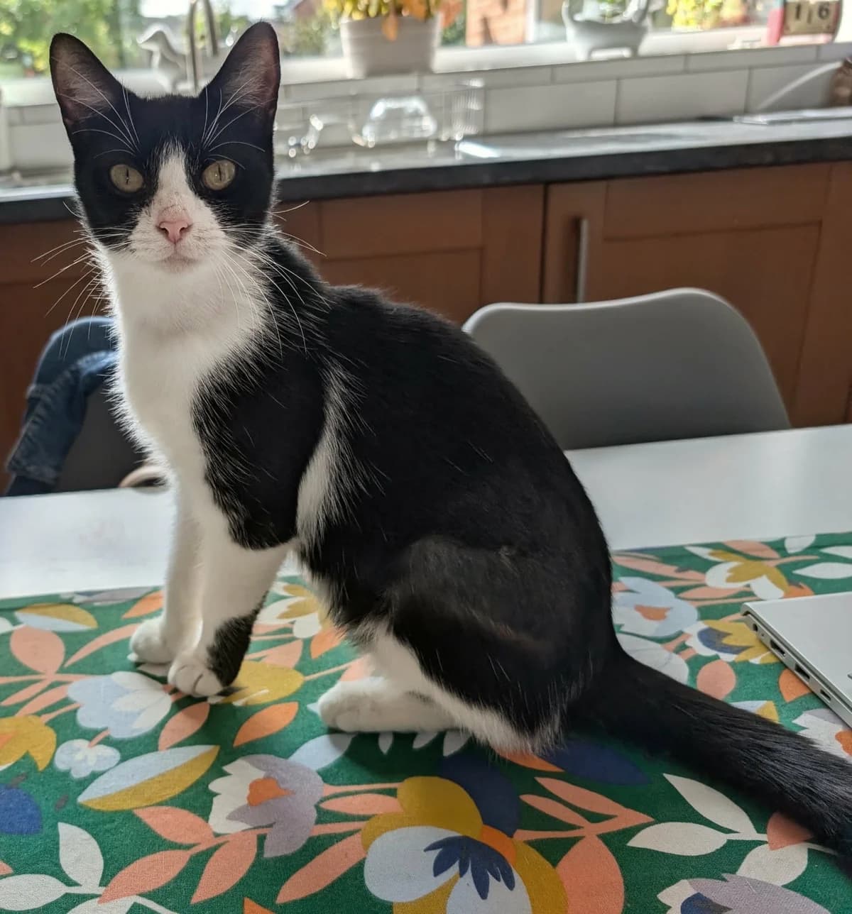Uno, female Mixed Breed for adoption at Peterborough Cat Rescue