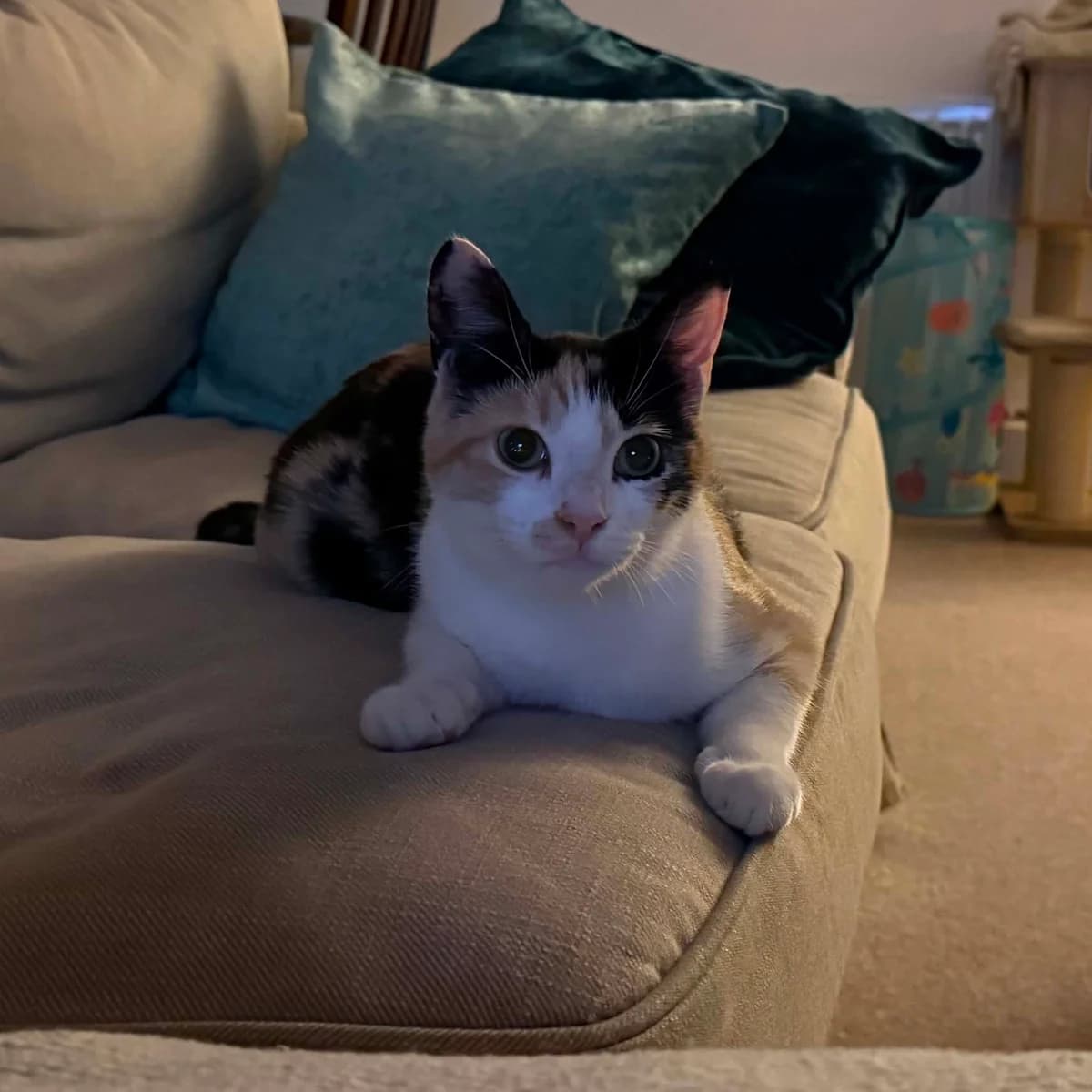 Mani, female Mixed Breed for adoption at Peterborough Cat Rescue