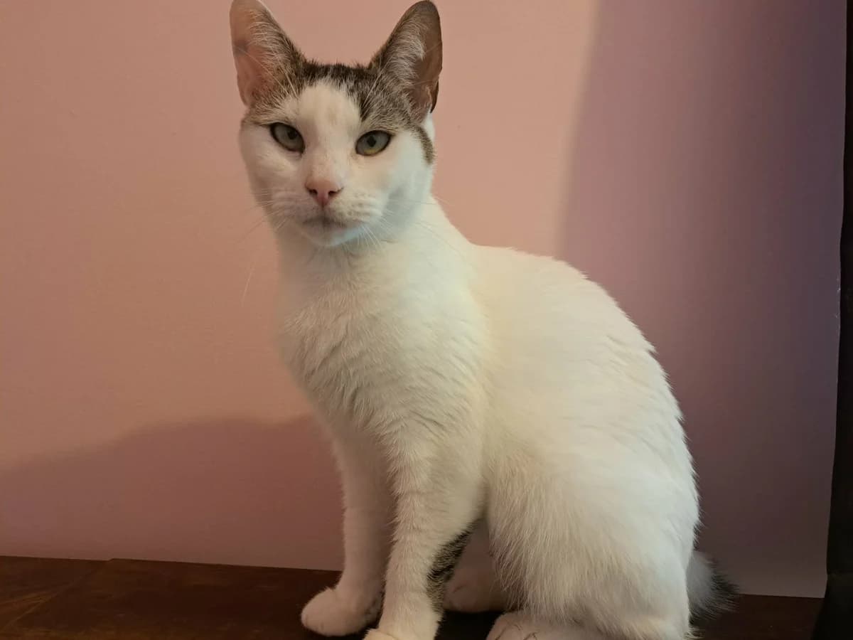 Twix, female Mixed Breed for adoption at Peterborough Cat Rescue