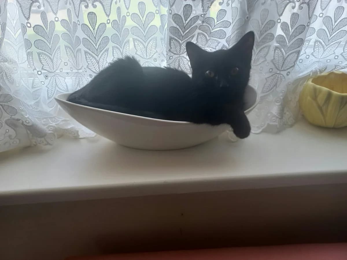 Stella, female Mixed Breed for adoption at Peterborough Cat Rescue