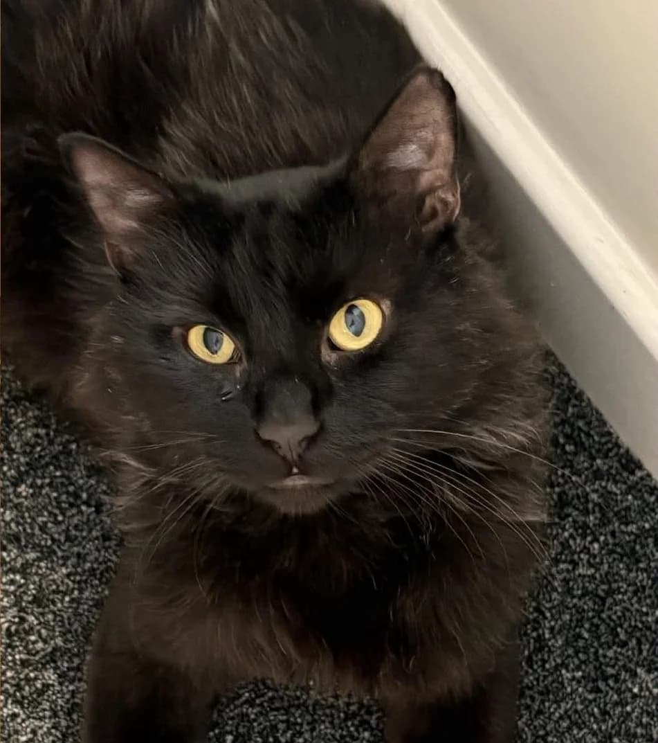 Wes, male Mixed Breed for adoption at Peterborough Cat Rescue