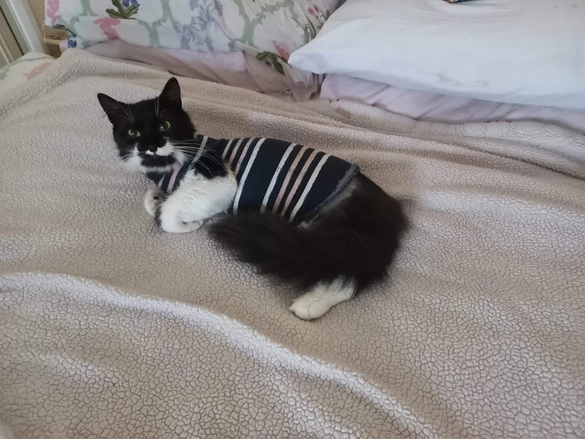 Pushka, female Mixed Breed for adoption at Peterborough Cat Rescue