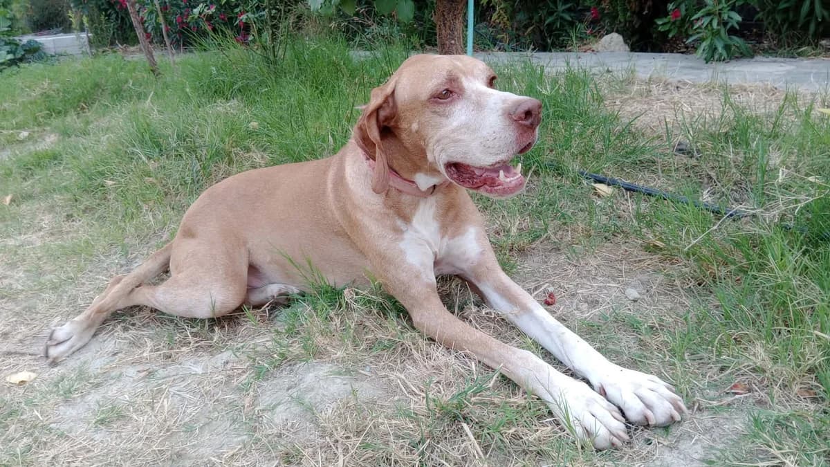 Skye, male 6yo Pointer for adoption at Pointers in Need