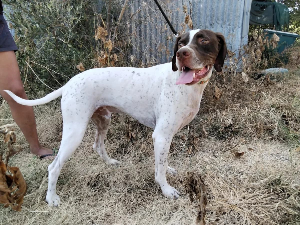 Oscar, male 5yo Pointer for adoption at Pointers in Need