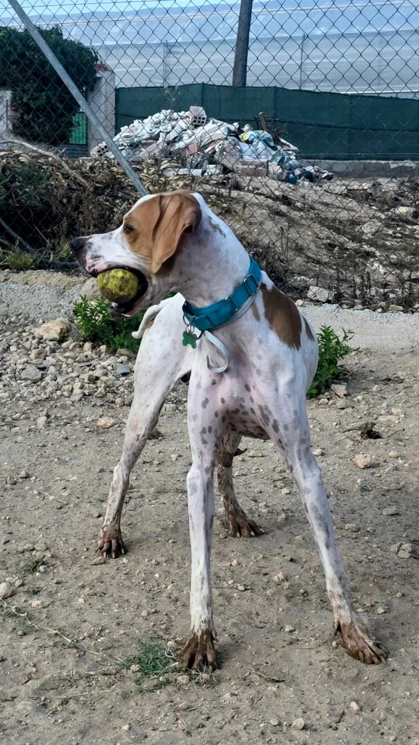 Rambo, male young Pointer for adoption at Pointers in Need