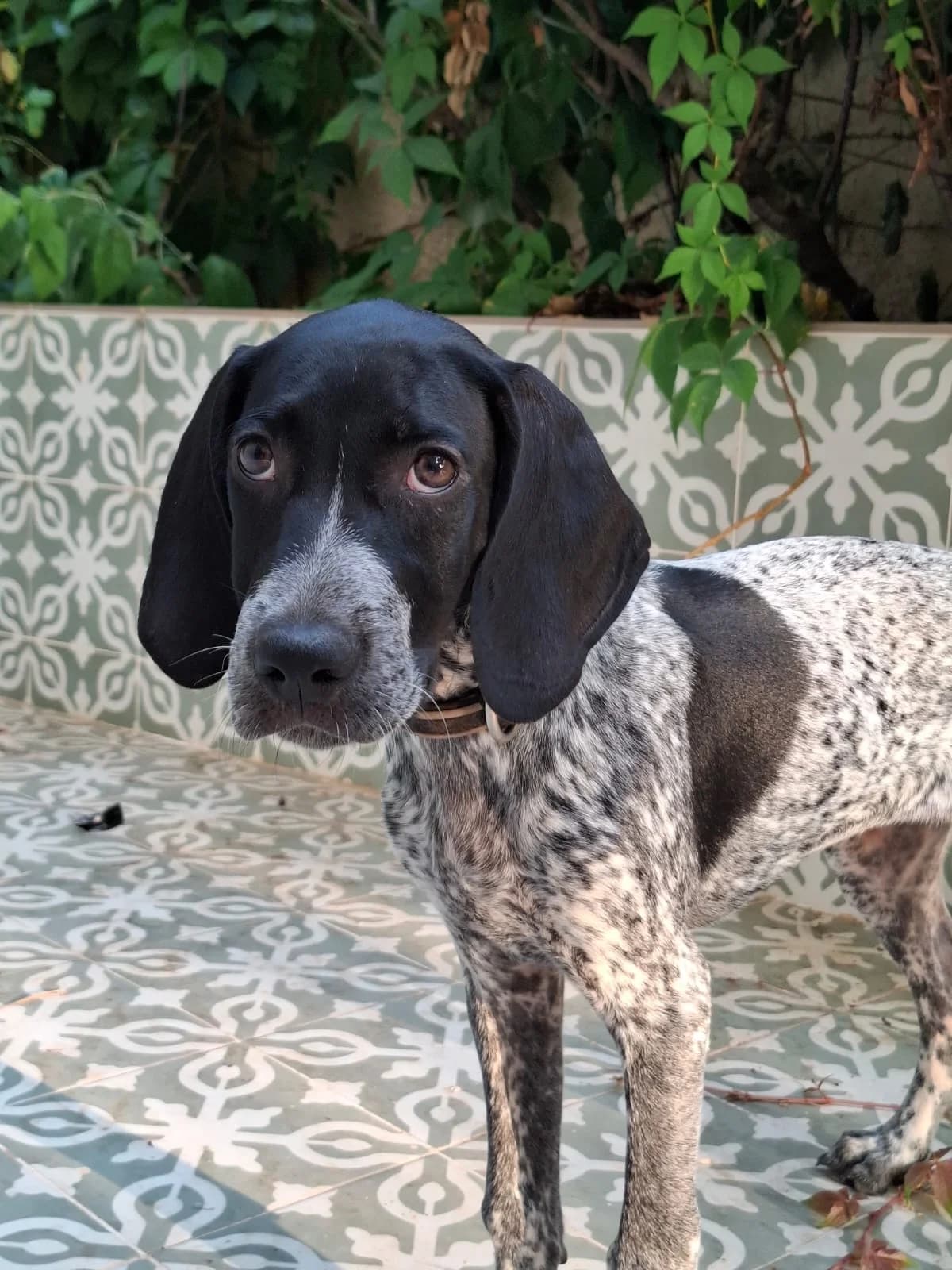 Souse, female puppy Pointer for adoption at Pointers in Need