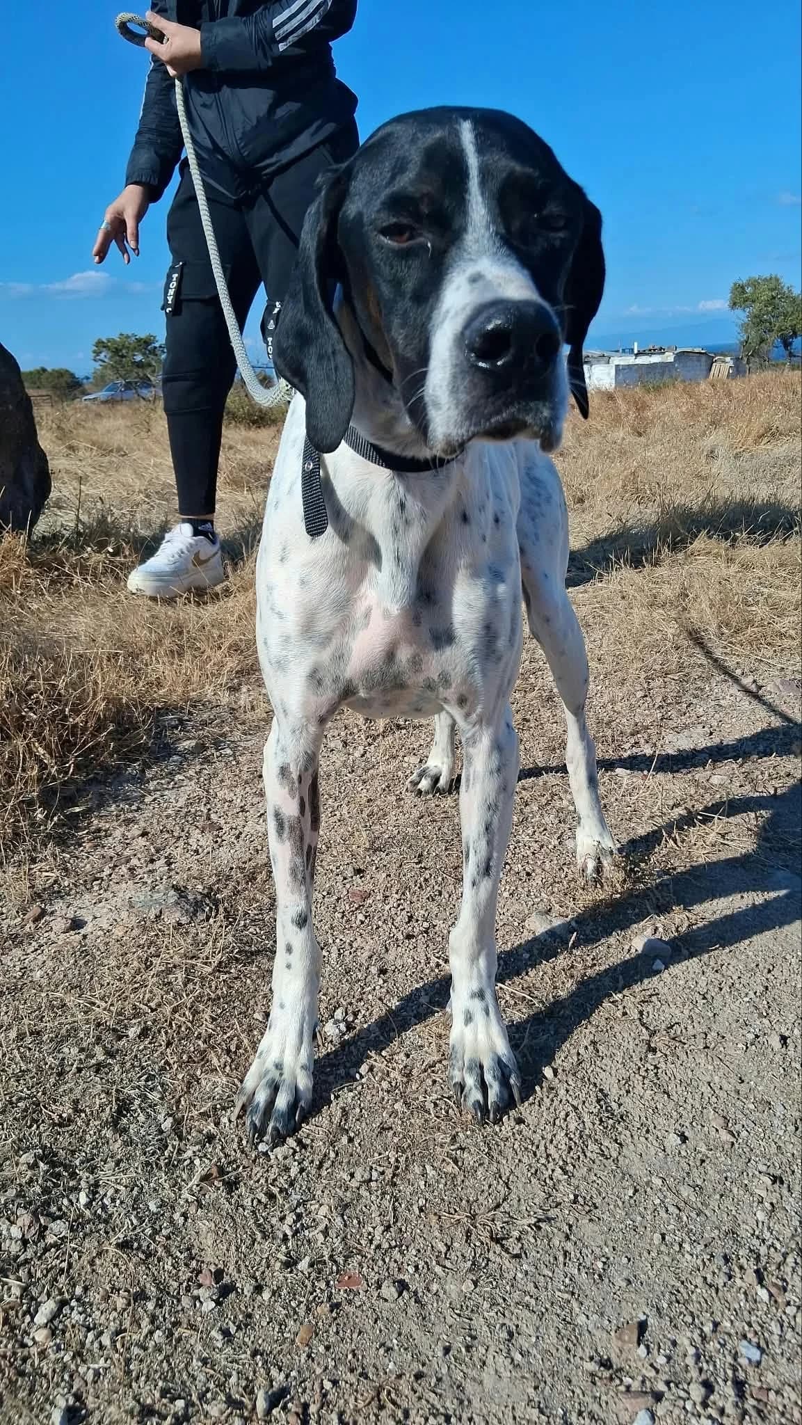 Ria, female young Pointer for adoption at Pointers in Need