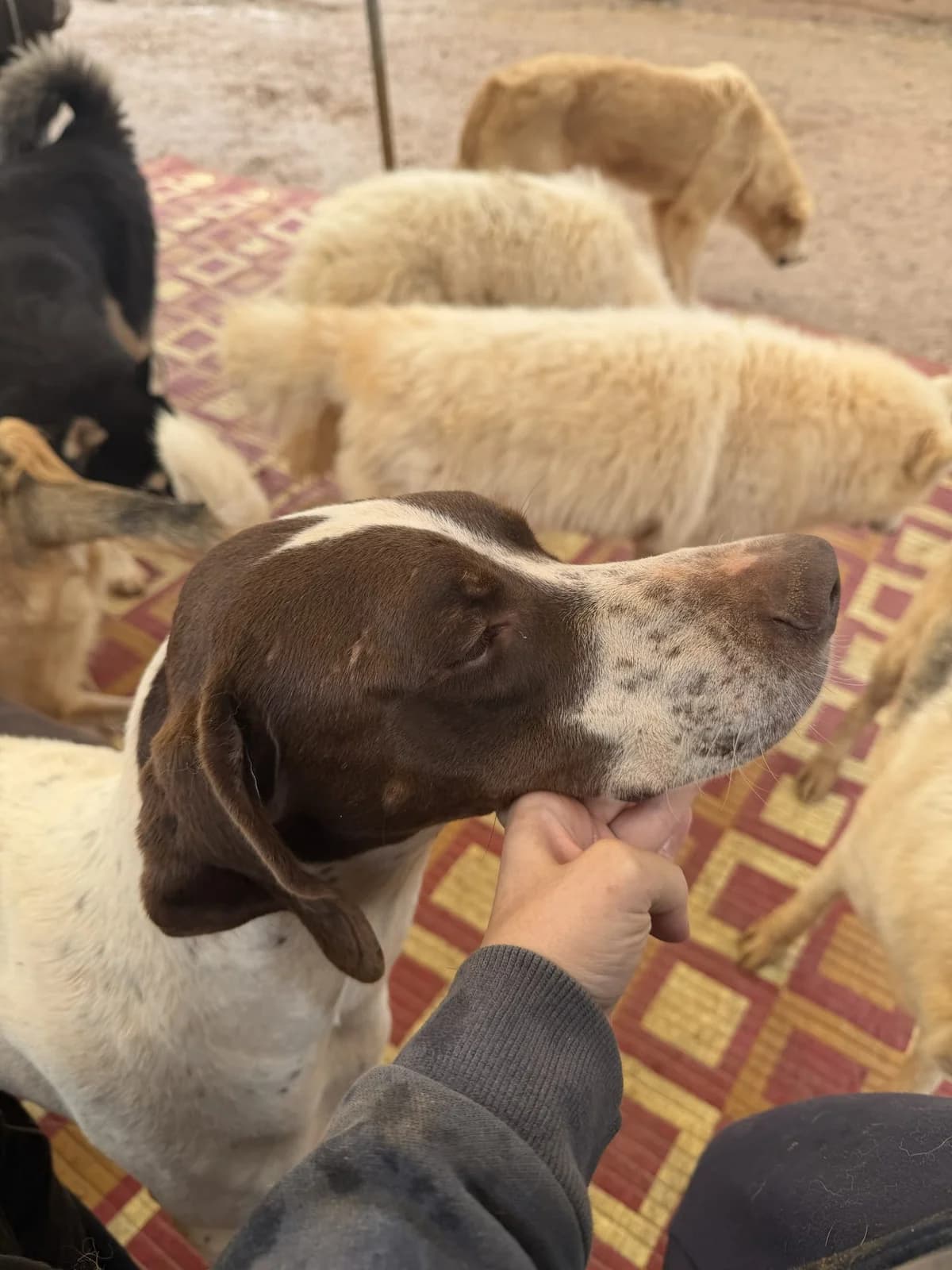 Chai, male 4yo Pointer for adoption at Pointers in Need