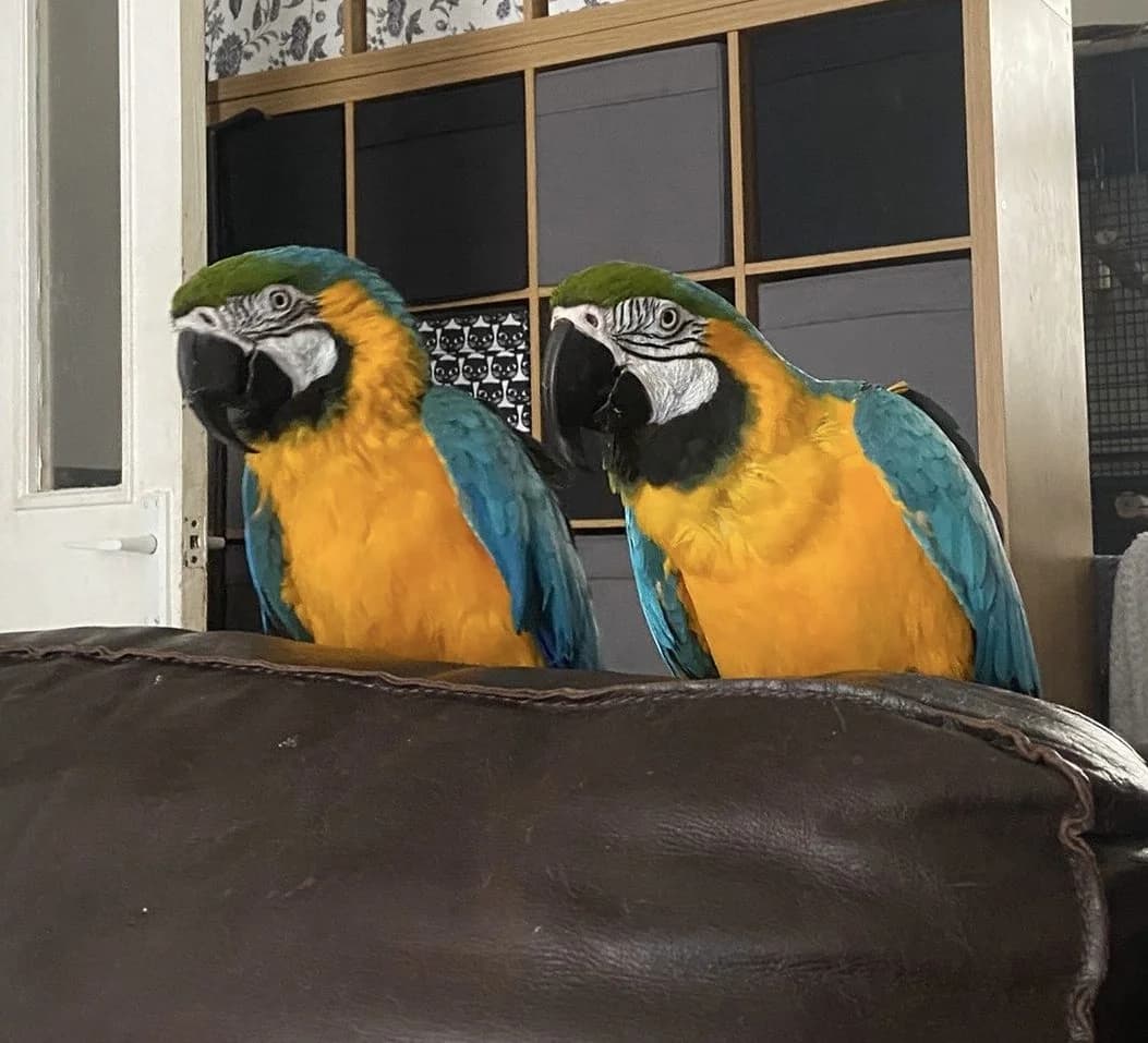 Bailey & Ozzie, female senior mixed breed for adoption at Problem Parrots