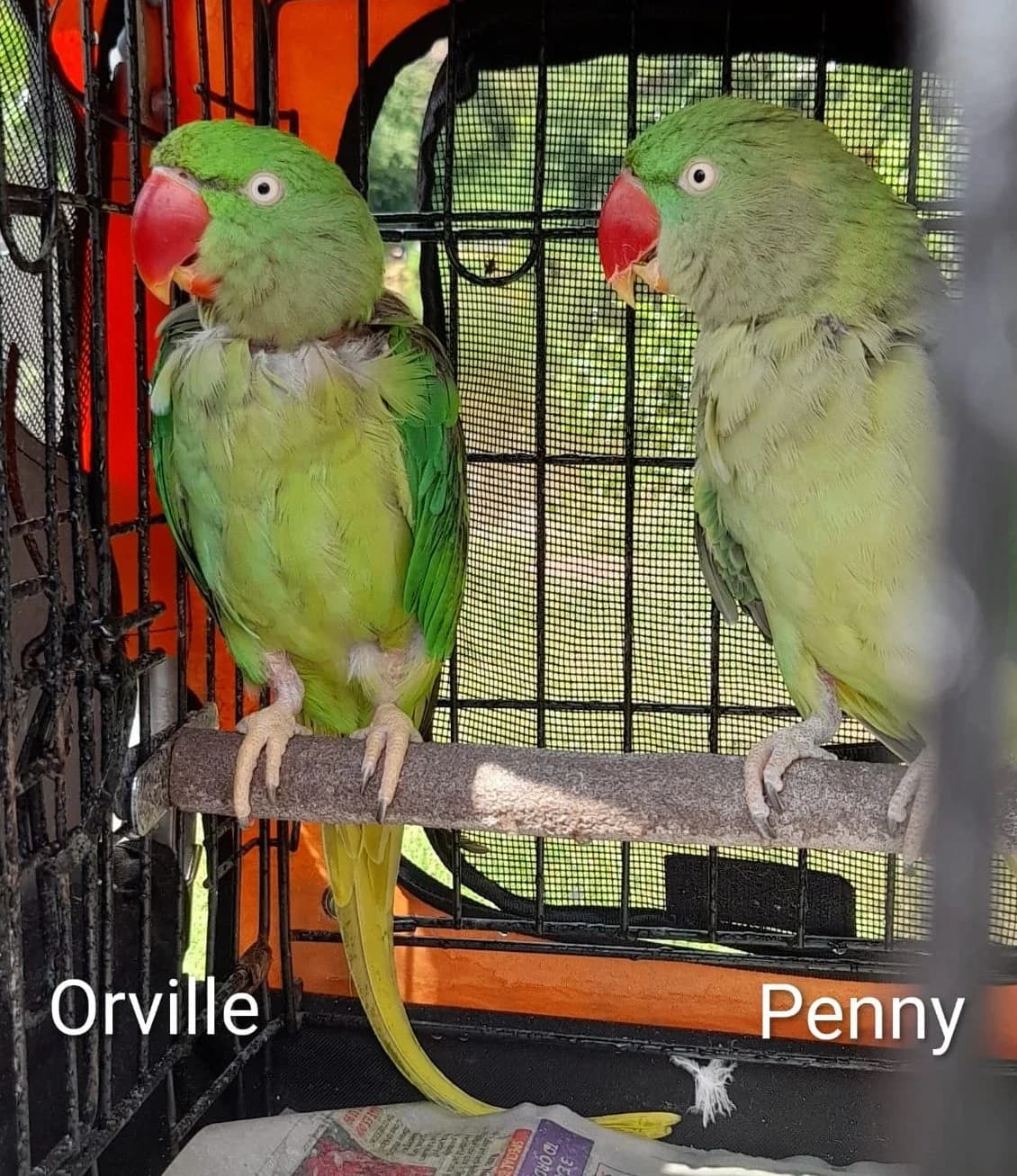 Orville & Penny, female mixed breed for adoption at Problem Parrots