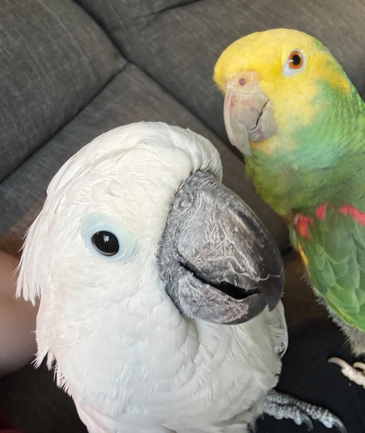 Noah & Percy, female mixed breed for adoption at Problem Parrots