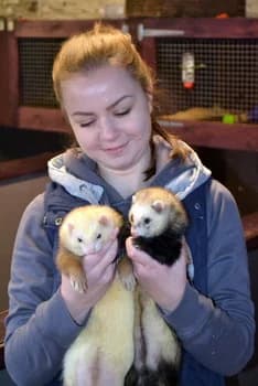 Mo and Cricket, male mixed breed for adoption at Prospect Ferret Rescue