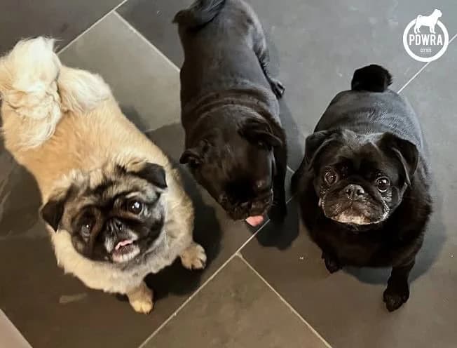 8 year-old Pat, senior Pug for adoption at Pug Dog Welfare & Rescue Association