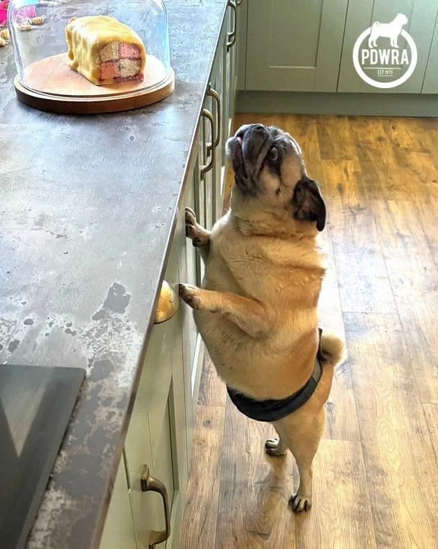 Rambo, senior Pug for adoption at Pug Dog Welfare & Rescue Association