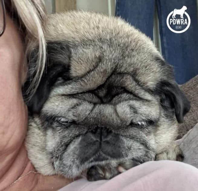 Coco, Pug for adoption at Pug Dog Welfare & Rescue Association
