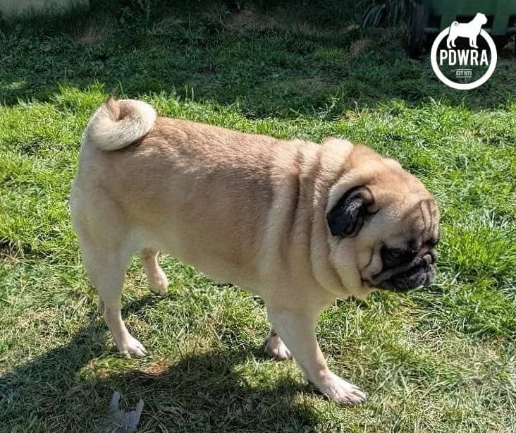 Milo & Oscar, Pug for adoption at Pug Dog Welfare & Rescue Association