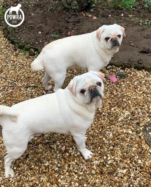 Ted & Henry, Pug for adoption at Pug Dog Welfare & Rescue Association