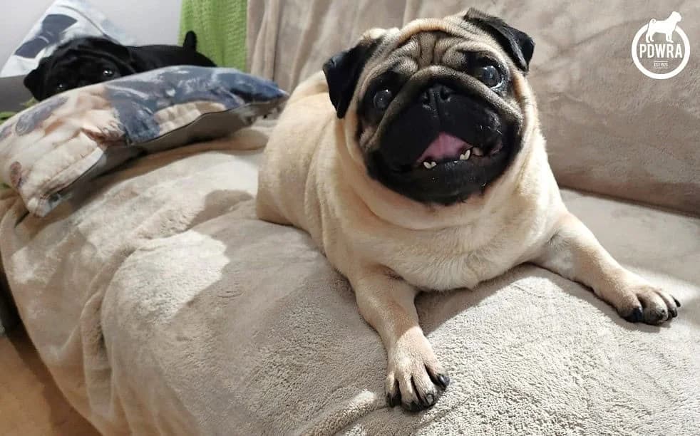 Luna, Pug for adoption at Pug Dog Welfare & Rescue Association
