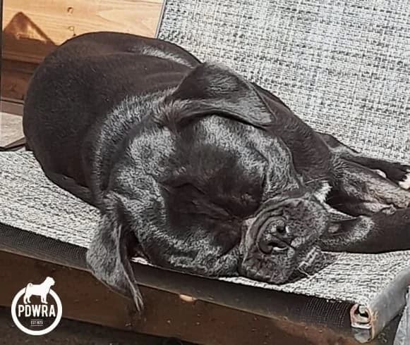 Danny, young Pug for adoption at Pug Dog Welfare & Rescue Association