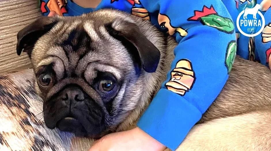 2 year-old, Dec, Pug for adoption at Pug Dog Welfare & Rescue Association
