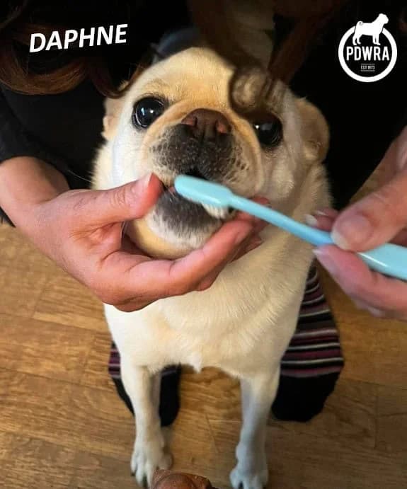 5 year-olds’ Daphne & Vera, Pug for adoption at Pug Dog Welfare & Rescue Association