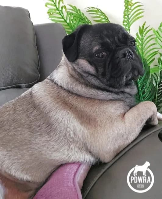 Albert, senior Pug for adoption at Pug Dog Welfare & Rescue Association