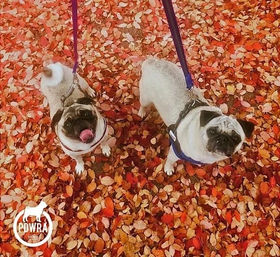 Elsie & Ella, Pug for adoption at Pug Dog Welfare & Rescue Association
