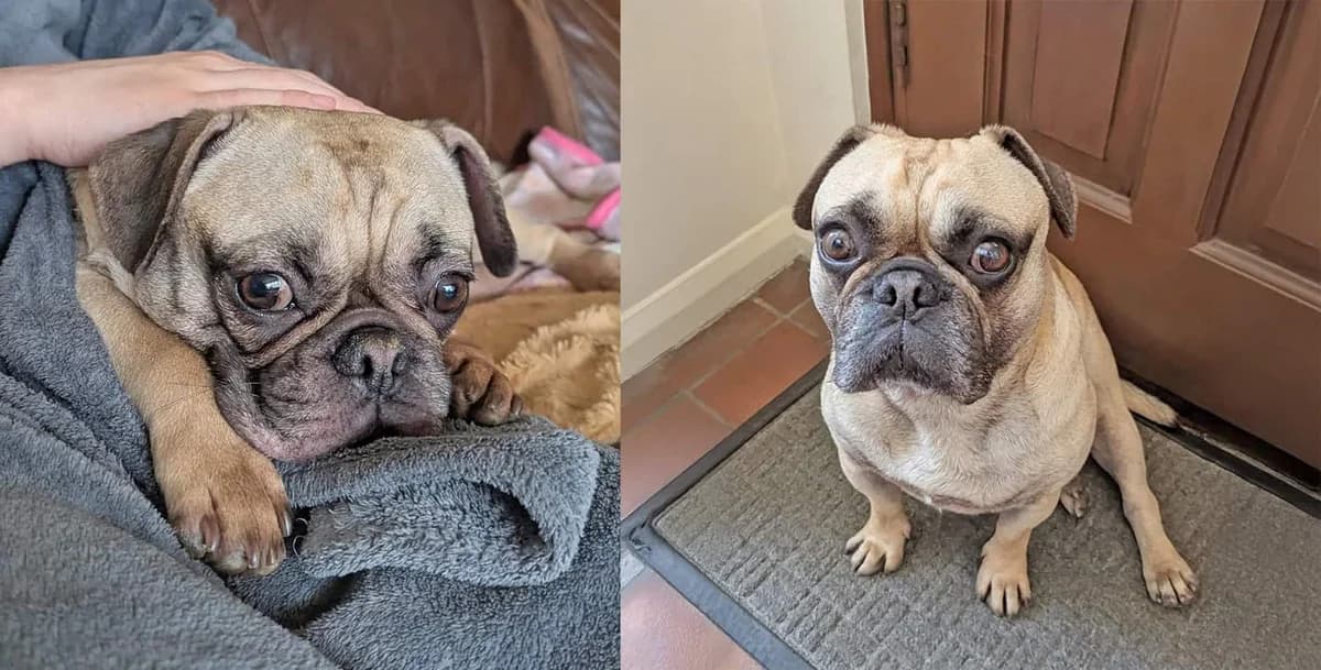 Meet Buster, 3yo Pug for adoption at Pug Dog Welfare & Rescue Association