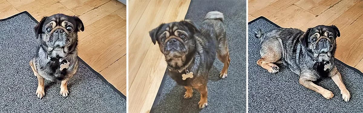 Meet Daphne, a Dot at 5.6kg, senior Pug for adoption at Pug Dog Welfare & Rescue Association